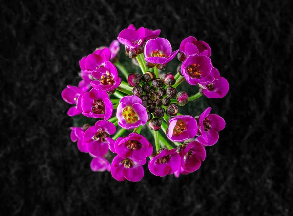 Close-up of flower on black background. For design. Nature. — Stock Photo, Image