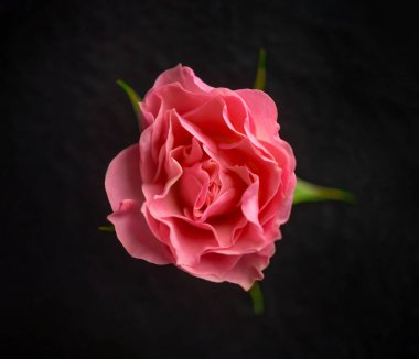 Siyah arka planda bir çiçek. Yukarıya bak.