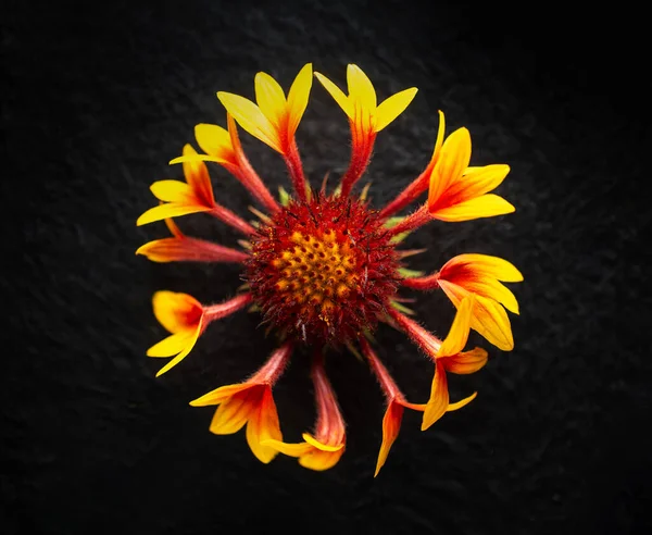 Siyah arka planda çiçeğin stüdyo çekimi. Seçici odak.