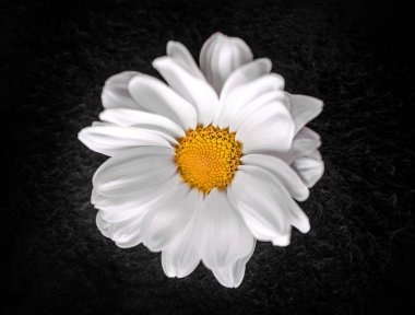 Siyah arka planda güzel bir çiçek. Parlak ve güzel bir çiçek.