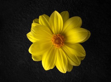 Siyah arka planda narin bir çiçek. Yakın çekim..