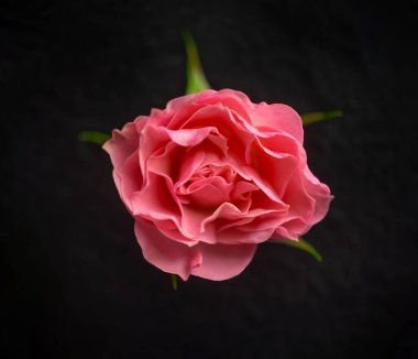 Siyah arka planda bir çiçek. Dekoratif çiçekler.