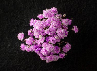 Siyah arka planda çiçeğin stüdyo çekimi. Karanlık bir arka planda.