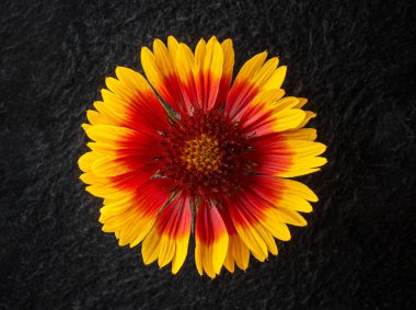 Siyah arka planda bir çiçek. Yukarıya bak.