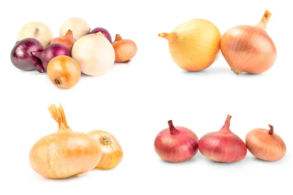 Set of Onion isolated on a white background with clipping path — Stock Photo, Image