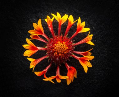 Siyah arka planda güzel bir çiçek. Kapat..