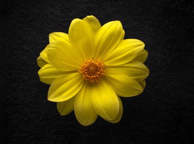 Siyah arka planda bir çiçek. Dekoratif çiçekler.