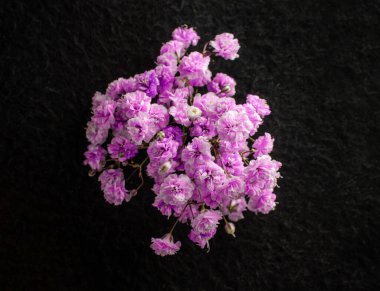 Siyah arka planda bir çiçeğin üst görüntüsü. Parlak ve güzel bir çiçek.