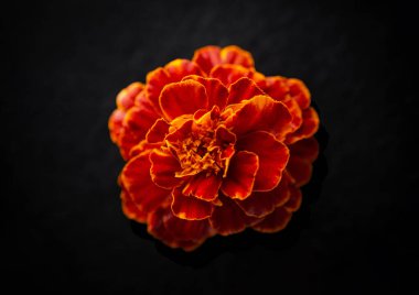 Siyah arka planda narin bir çiçek. Yukarıya bak.