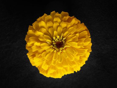 Siyah arka planda bir çiçek. Karanlık bir arka planda.