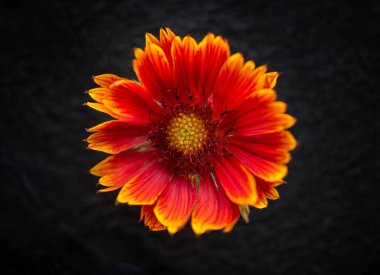 Siyah arka planda narin bir çiçek. Stüdyo çekimi.