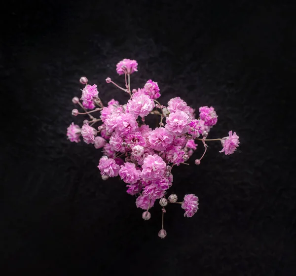 Siyah arka planda çiçeğin stüdyo çekimi. - Yakın çekim. Doğa.