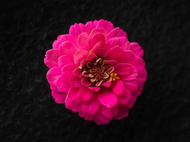 Siyah arka planda çiçeğin stüdyo çekimi. Dekoratif çiçekler.