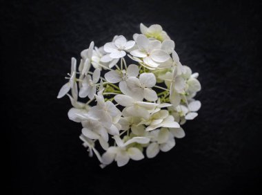 Siyah arka planda bir çiçeğin üst görüntüsü. Yukarıdan Fotoğraf.