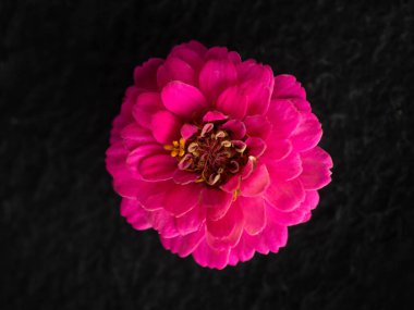 Siyah arka planda çiçeğin stüdyo çekimi. Parlak ve güzel bir çiçek.