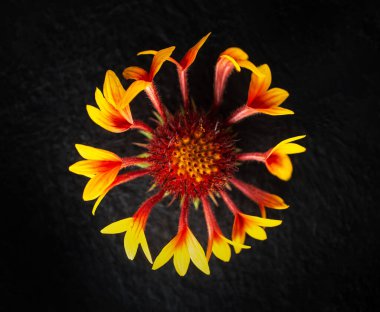 Siyah arka planda narin bir çiçek. Stüdyo çekimi.