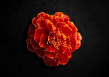 Siyah arka planda narin bir çiçek. Yukarıya bak.