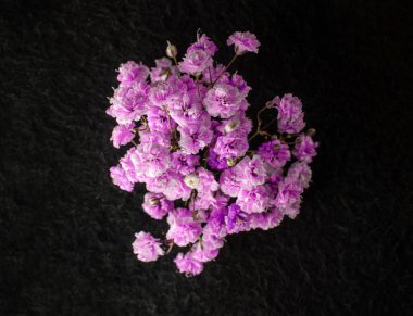 Siyah arka planda bir çiçek. Yakın çekim..