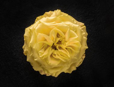 Siyah arka planda çiçeğin stüdyo çekimi. Yukarıdan Fotoğraf.