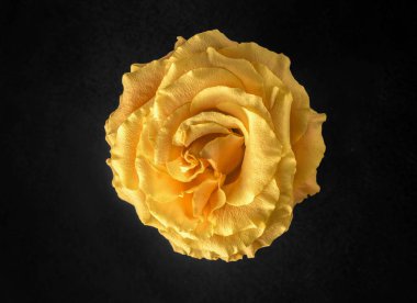 Siyah arka planda çiçeğin stüdyo çekimi. Stüdyo çekimi.