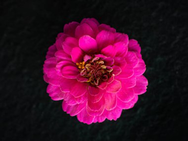 Siyah arka planda güzel bir çiçek. Siyah arkaplanda.