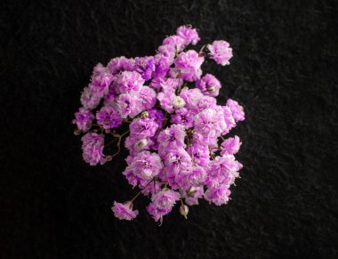 Siyah arka planda güzel bir çiçek. Tasarım için. Doğa.