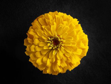 Siyah arka planda bir çiçek. Yakın çekim..