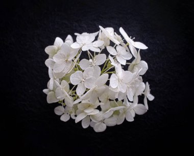 Siyah arka planda bir çiçeğin üst görüntüsü. Makro fotoğraf.