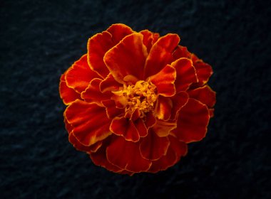 Siyah arka planda narin bir çiçek. Parlak ve güzel bir çiçek.