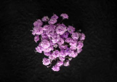 Siyah arka planda narin bir çiçek. Makro fotoğraf.