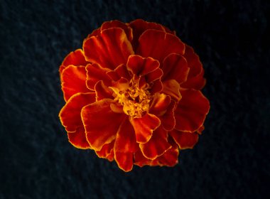 Siyah arka planda güzel bir çiçek. Makro atış.