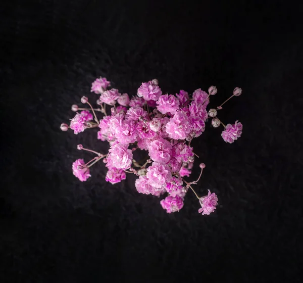 Siyah arka planda bir çiçeğin üst görüntüsü. Parlak ve güzel bir çiçek.