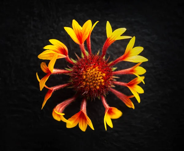 Siyah arka planda bir çiçeğin üst görüntüsü. Parlak ve güzel bir çiçek.