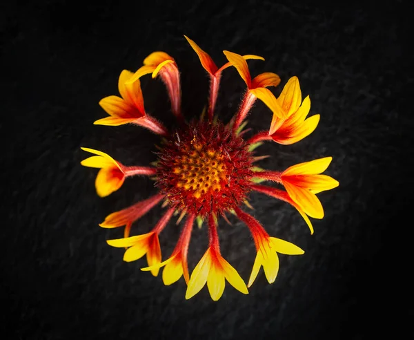 Siyah arka planda güzel bir çiçek. Tasarım için. Doğa.