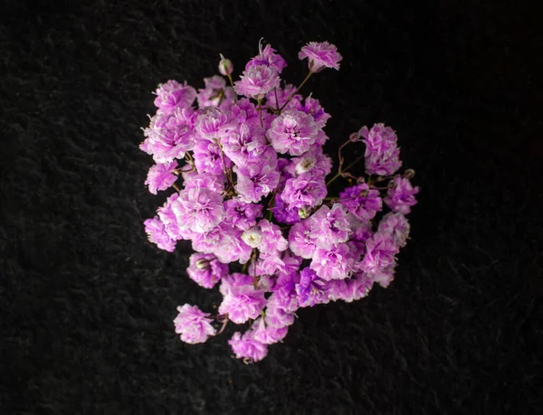 Siyah arka planda bir çiçek. Yakın çekim..