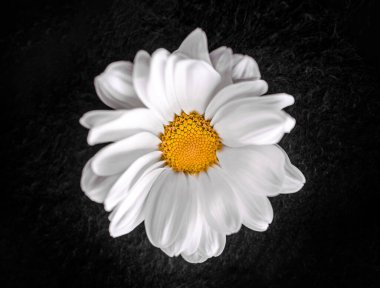 Siyah arka planda çiçeğin stüdyo çekimi. Yukarıdan Fotoğraf.