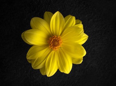 Siyah arka planda bir çiçeğin üst görüntüsü. Parlak ve güzel bir çiçek.