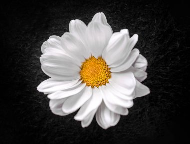 Siyah arka planda güzel bir çiçek. Karanlık bir arka planda.