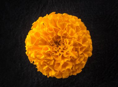 Siyah arka planda narin bir çiçek. Kapat..