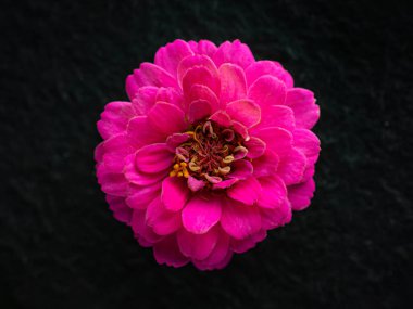 Siyah arka planda çiçeğin stüdyo çekimi. Yukarıdan Fotoğraf.