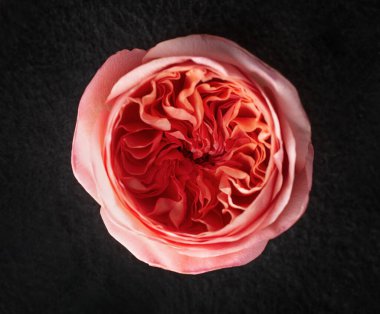 Siyah arka planda bir çiçek. Seçici odak.