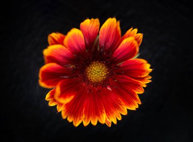 Siyah arka planda güzel bir çiçek. - Yakın çekim. Doğa.