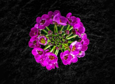 Siyah arka planda çiçeğin stüdyo çekimi. Yakın çekim..