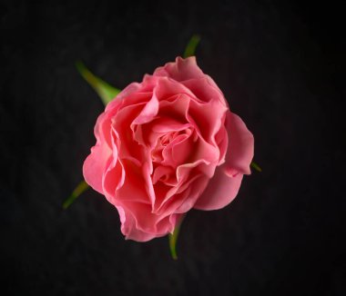 Siyah arka planda çiçeğin stüdyo çekimi. Kapat..