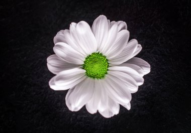 Siyah arka planda narin bir çiçek. Düz yatış, üst görünüm.