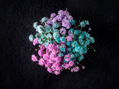 Siyah arka planda güzel bir çiçek. Dekoratif çiçekler.