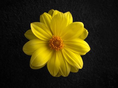 Siyah arka planda güzel bir çiçek. Dekoratif çiçekler.