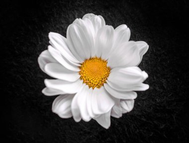 Siyah arka planda narin bir çiçek. Tasarım için. Doğa.