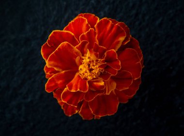 Siyah arka planda güzel bir çiçek. Yukarıdan Fotoğraf.