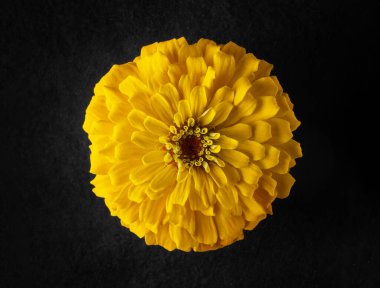 Siyah arka planda çiçeğin stüdyo çekimi. Karanlık bir arka planda.